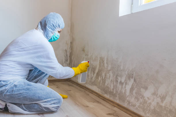 Licensed Black Mold Removal service in Salem, NJ - WQB Mold Removal