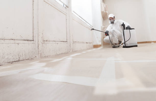Trusted Black Mold Removal service in Salem, NJ - WQB Mold Removal
