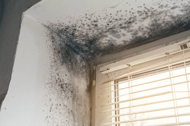 Affordable Black Mold Removal solutions in Salem, NJ