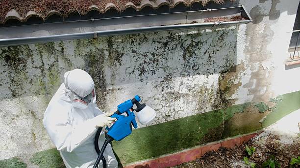 Top rated local Black Mold Removal specialists in Salem, NJ